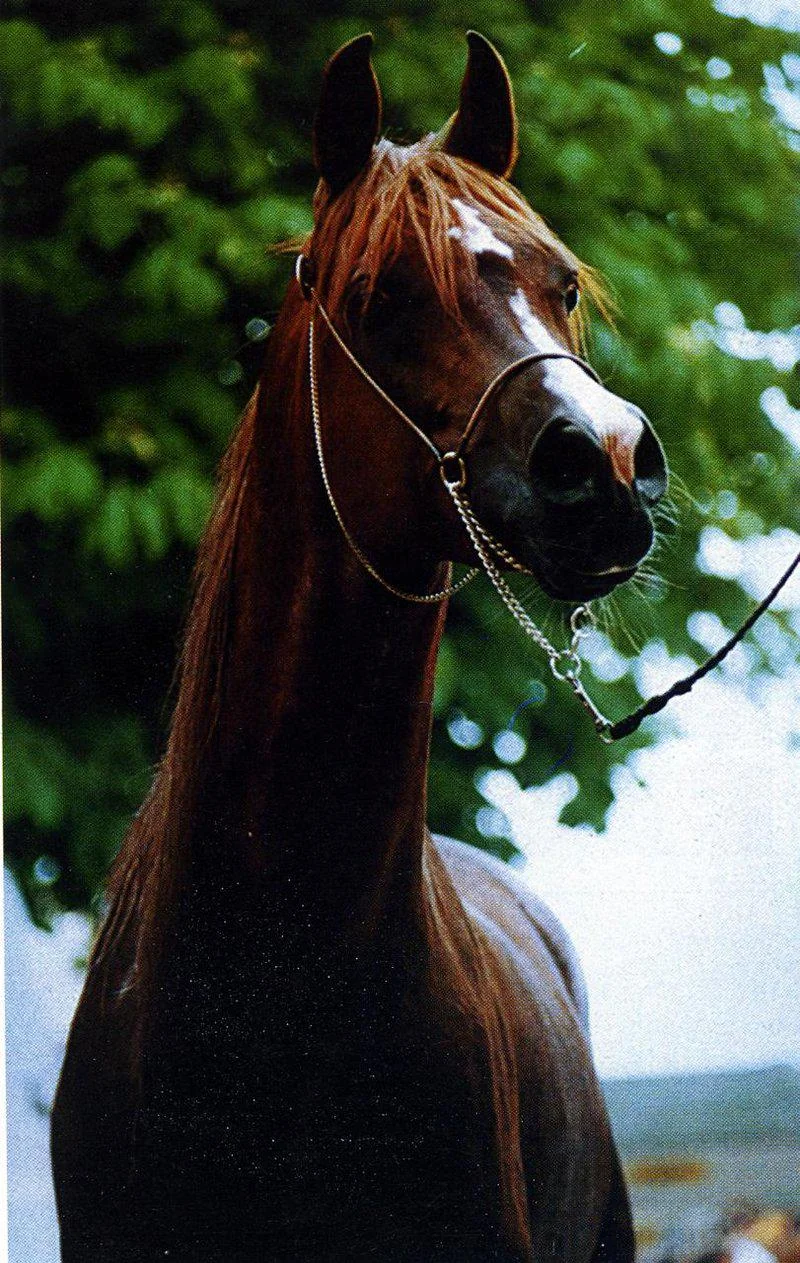 Pure Blood .. Two Russian authors: Arabian horses are the only purebred breed of horses in the world