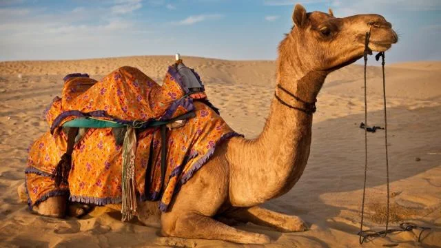 تعد رمزا أصيلا لسكان الجزيرة العربية   الإبل حياة موازية على مر العصور لحياة الإنسان العربي