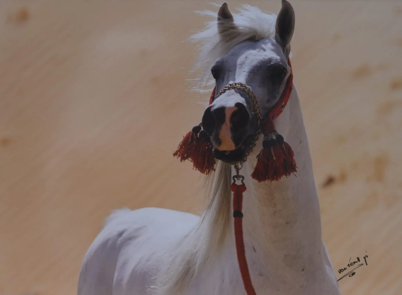 Charging, fleeing, advancing, retreating together – characteristics of the purebred Arabian horse in the eyes of orientalists