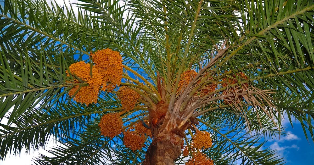 نخيل التمر .. من عصمة الجوع وزاد السفر الى تنافسية الاقتناء