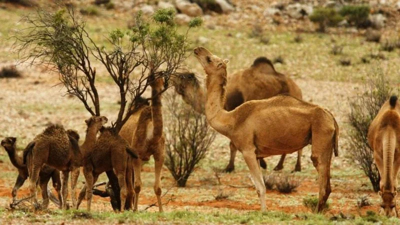 From the Desert to the Computer and Media: King Abdulaziz Public Library moves camels into the technological space
