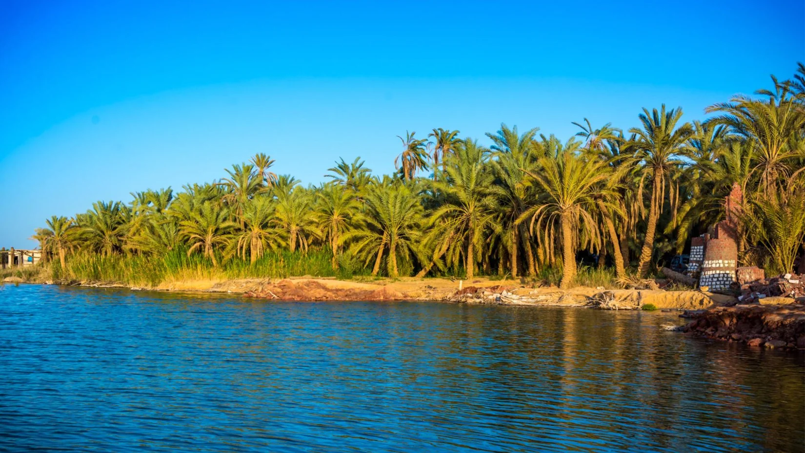 The Presence of the Palm Tree in Arts and Architecture in Saudi Arabia and Arabian Gulf Countries