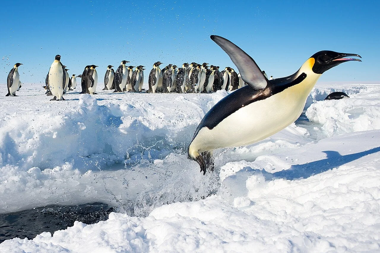 An international publishing house took it as its title, and it is identified in 18 types.. The penguin bird from natural life to a source of inspiration for arts and creativity