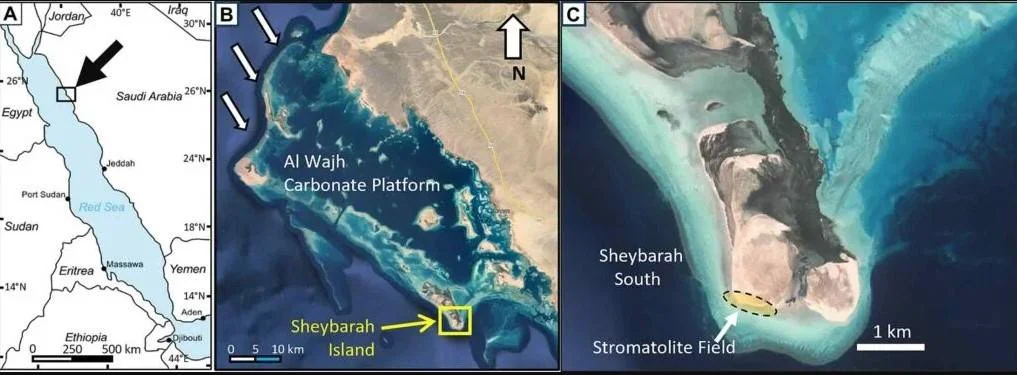 On World Environment Day: A Study Reveals Life on Earth Began in Saudi Arabia 3.5 Billion Years A