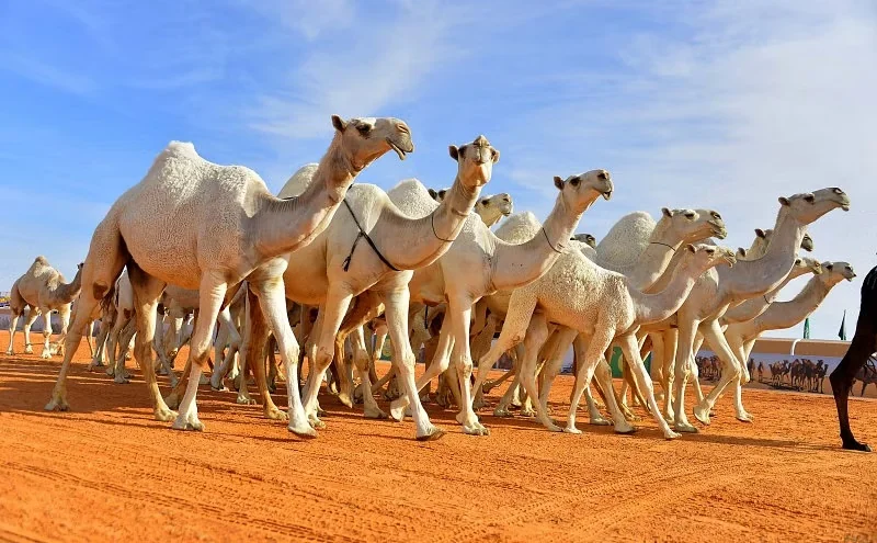 تراث الحياة اليومية العربية مصدر إلهام ..  من  الإبل استلهم العرب (العروض)، ومن المأدبة مصطلح ( الأدب) ومن الرمح (الثقافة)